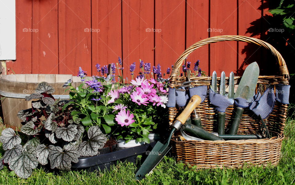 Gardening with flowers and tools.