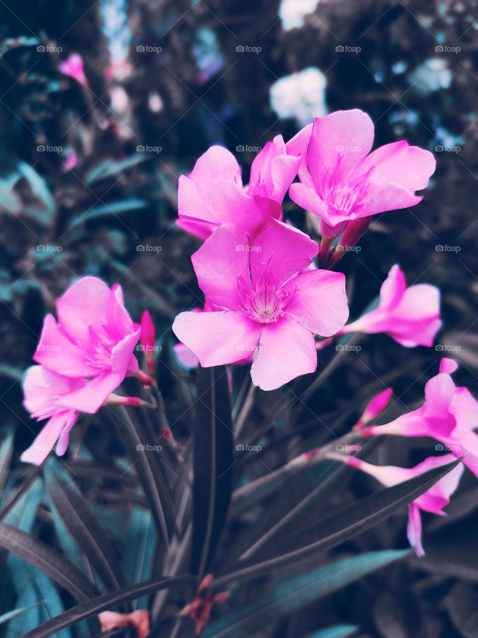 Beautiful pink flowers