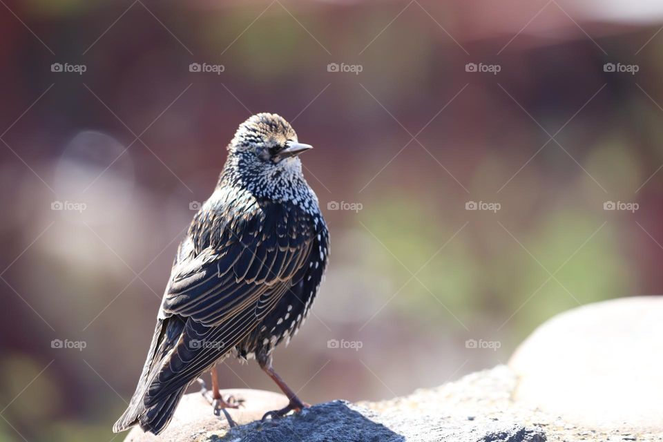 Bird on a rock