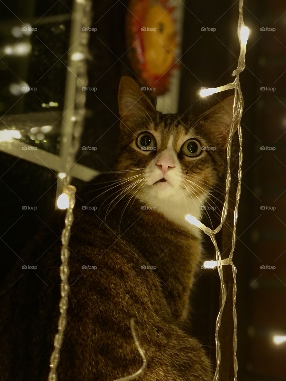 A cat witnessing twinkle lights for the first time 