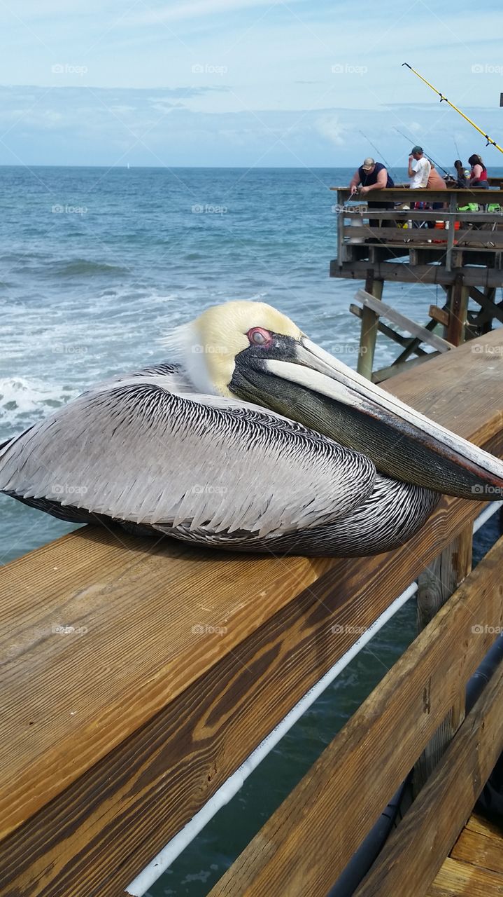 Pelican at Cocoa Beach