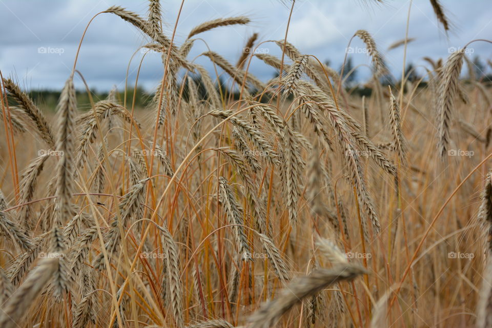 Wheat crop field