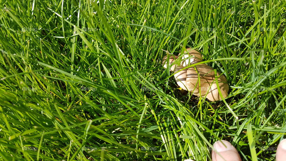 mushrooms in the grass