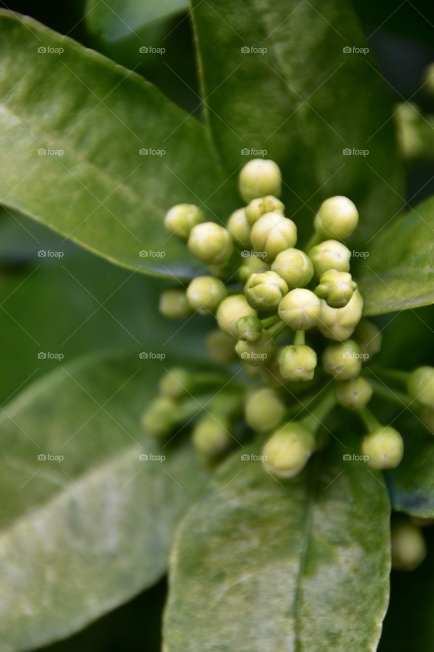 Citrus blossom