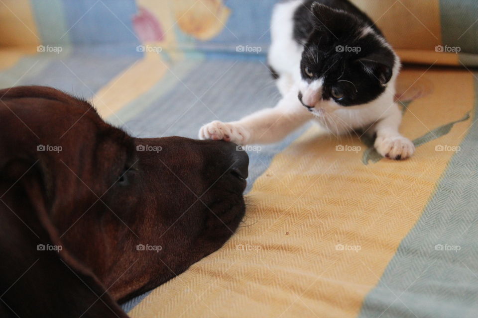 Kitten teases Rhodesian Ridgeback dog