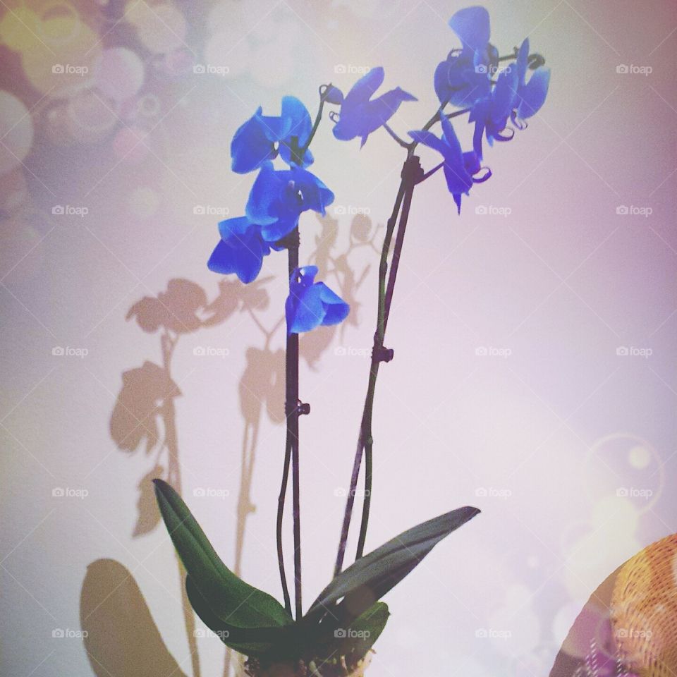 Blue orchids. orchids died blue