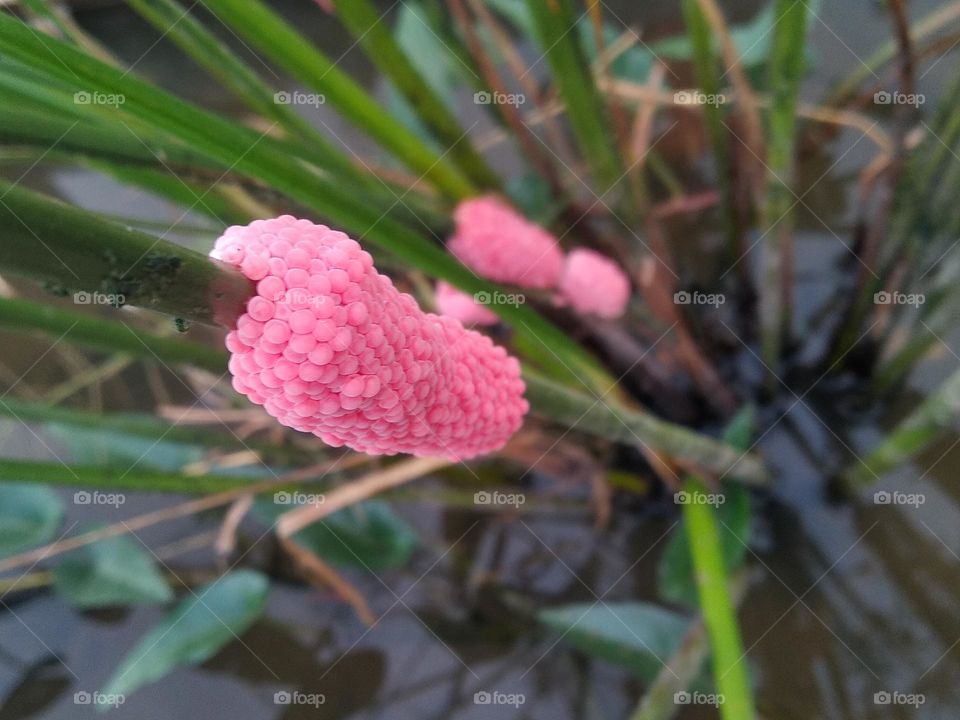 swamp snail eggs on the stems of aquatic plants