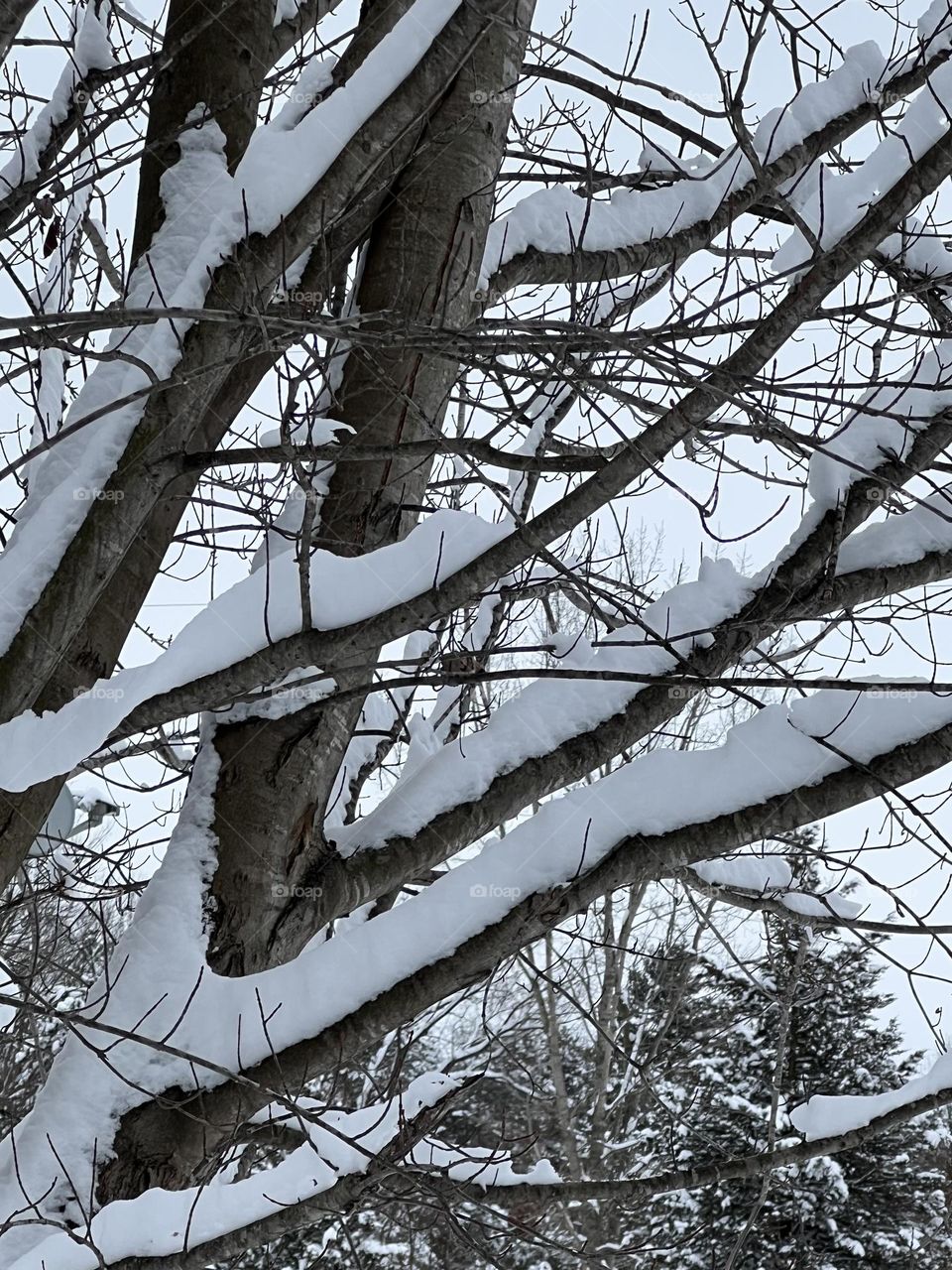 Branches covered with snow