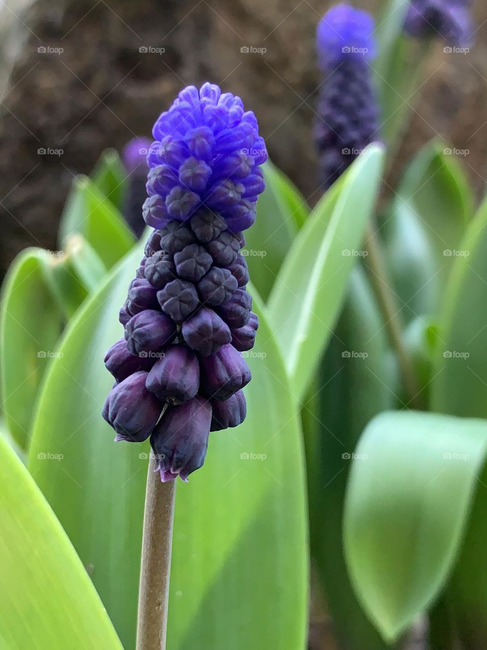 Beautiful grape hyacinth 