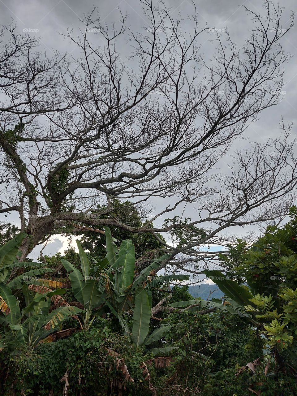 fruitless tree overshadowing green trees on countryside