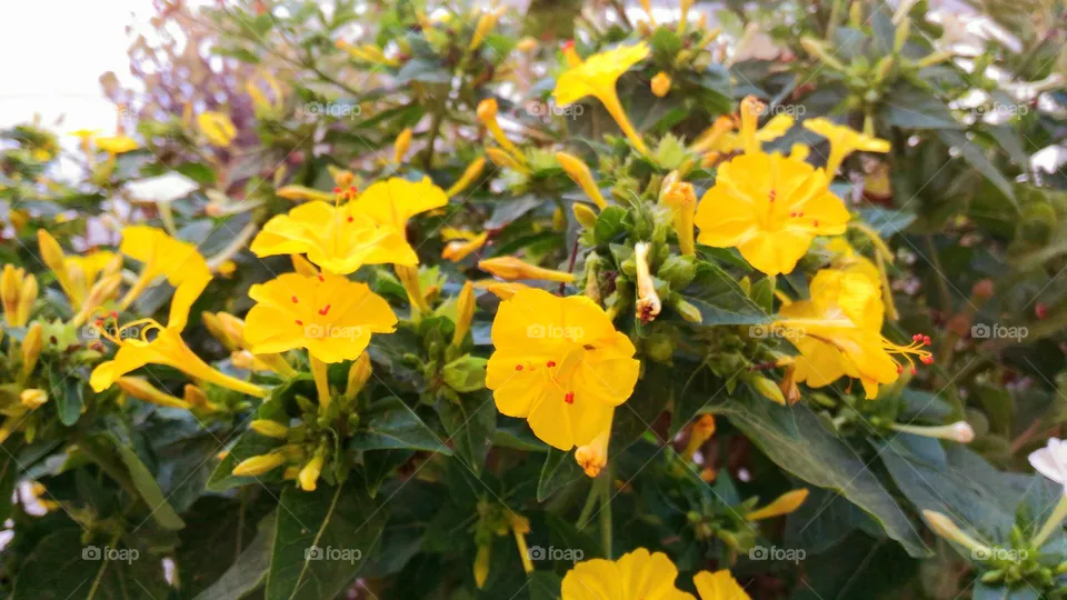 Yellow four-o'clock flowers in a garden of the Italian island of Ischia