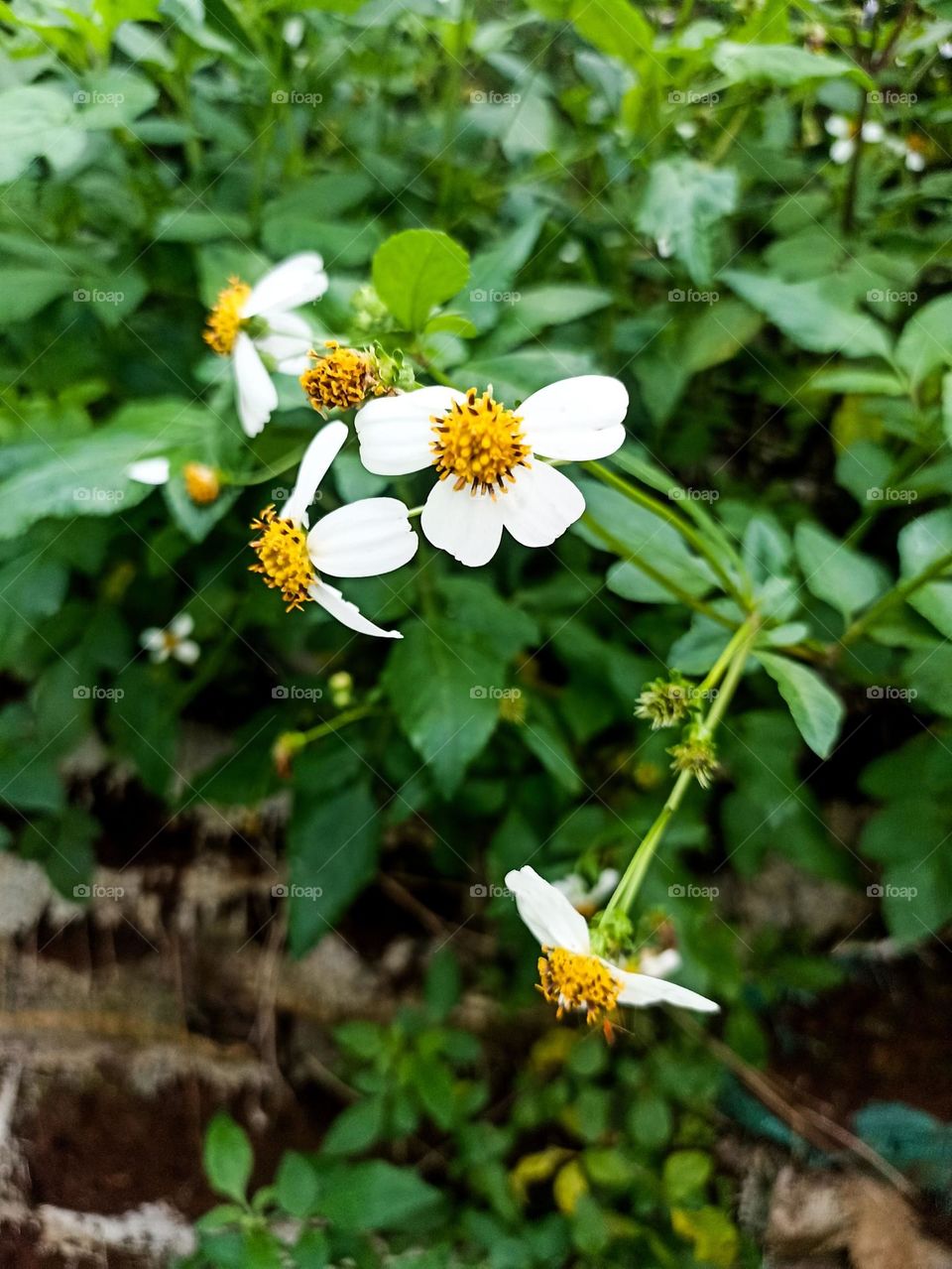 Close-up of flowers with white petals and bright yellow centers, some in full bloom and others in bloom