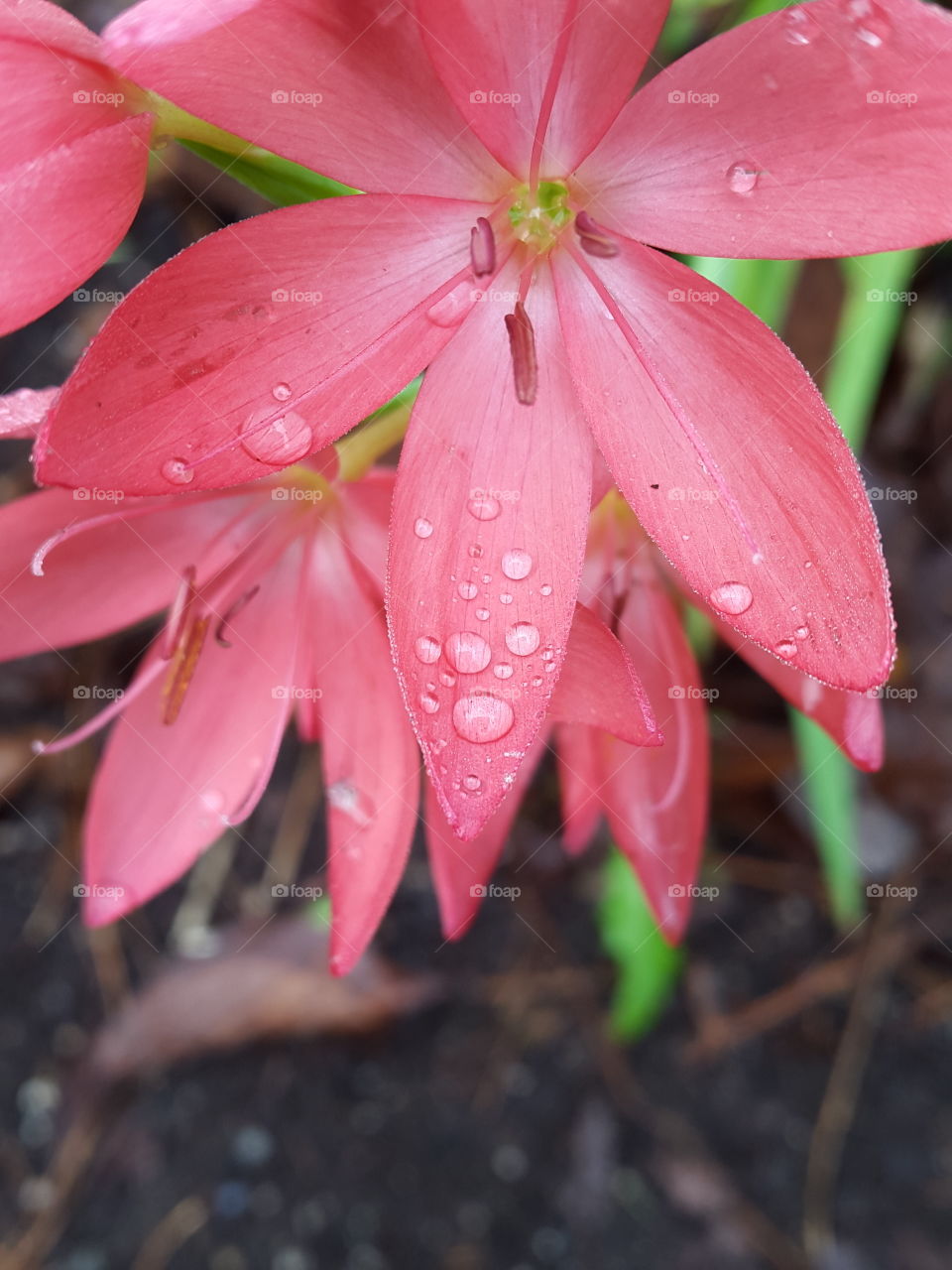 pretty pink morning dew