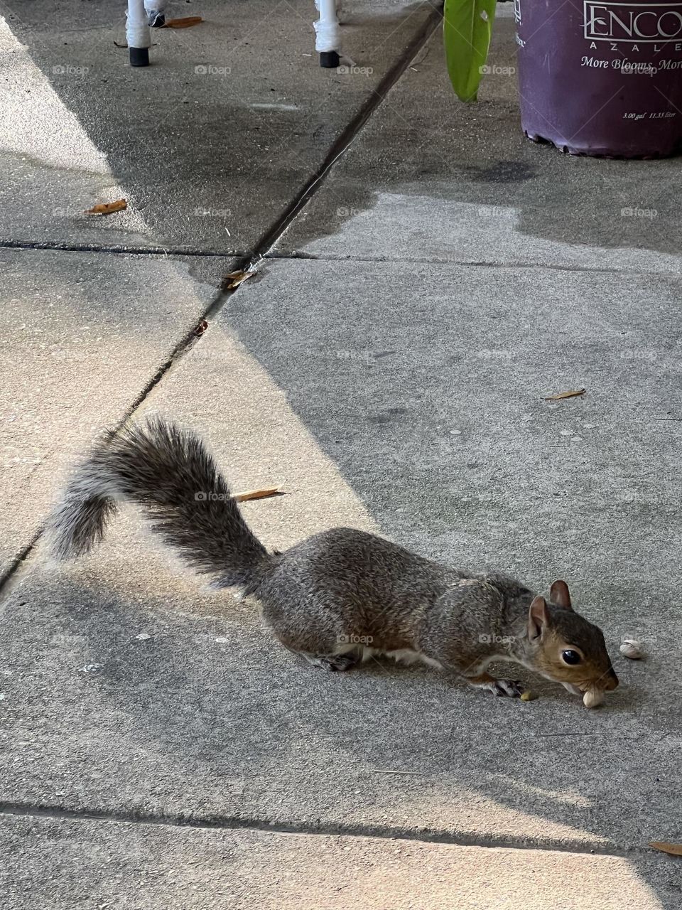 Fluffy tail squirrel eating pistacios 