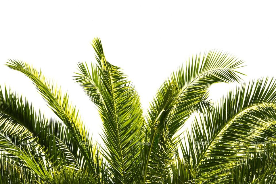 Palmtree on white