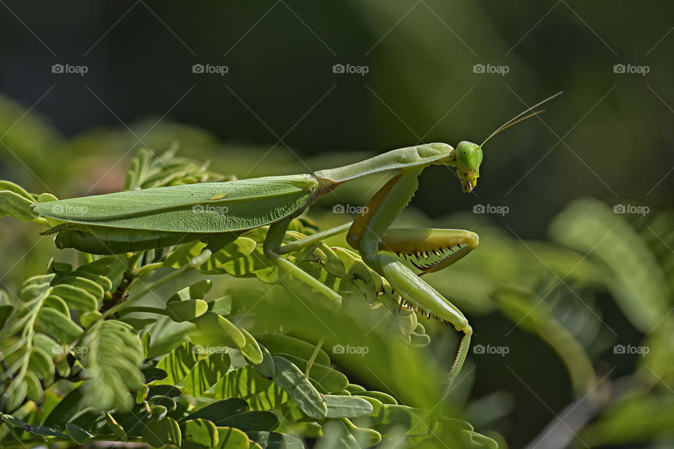 mantis