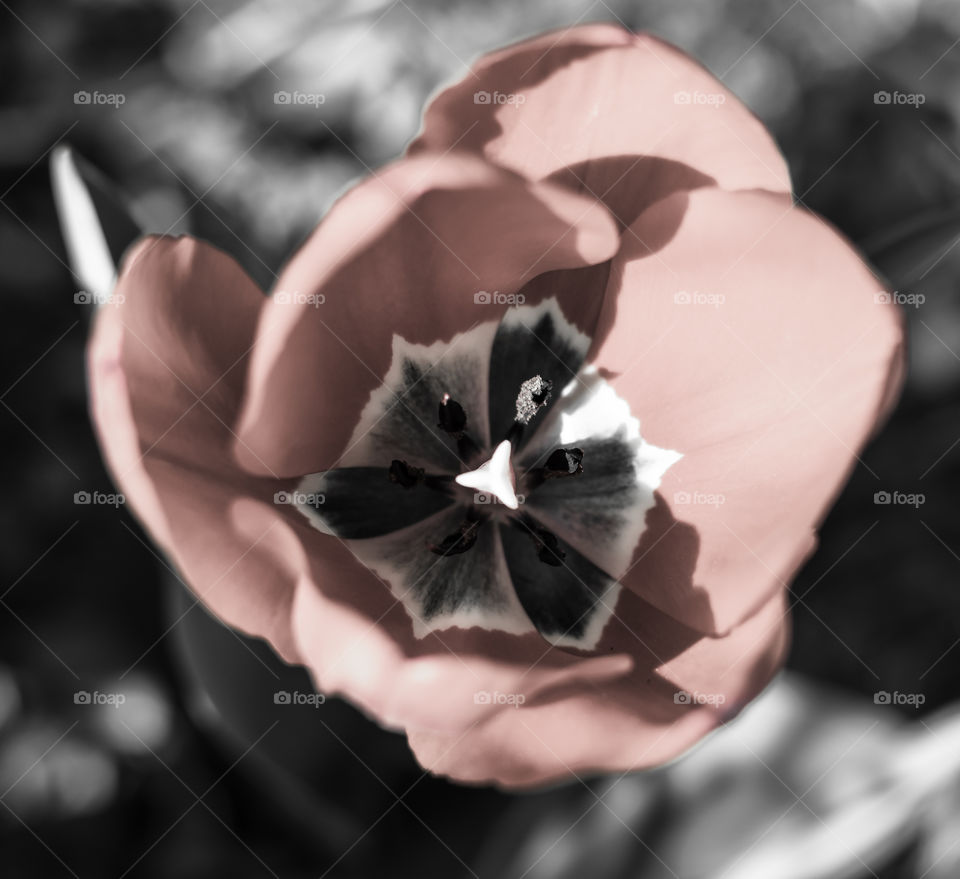 Selective pink color Tulip inside closeup