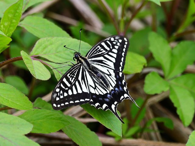 Beautiful and cute butterfly
