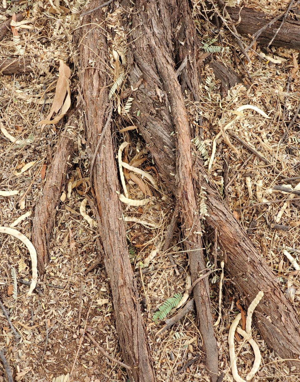 Tree Roots Above Ground