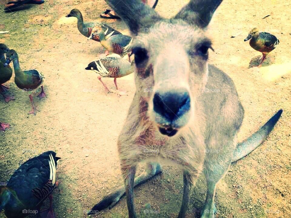 Kangaroo Australia animal cute natural 
