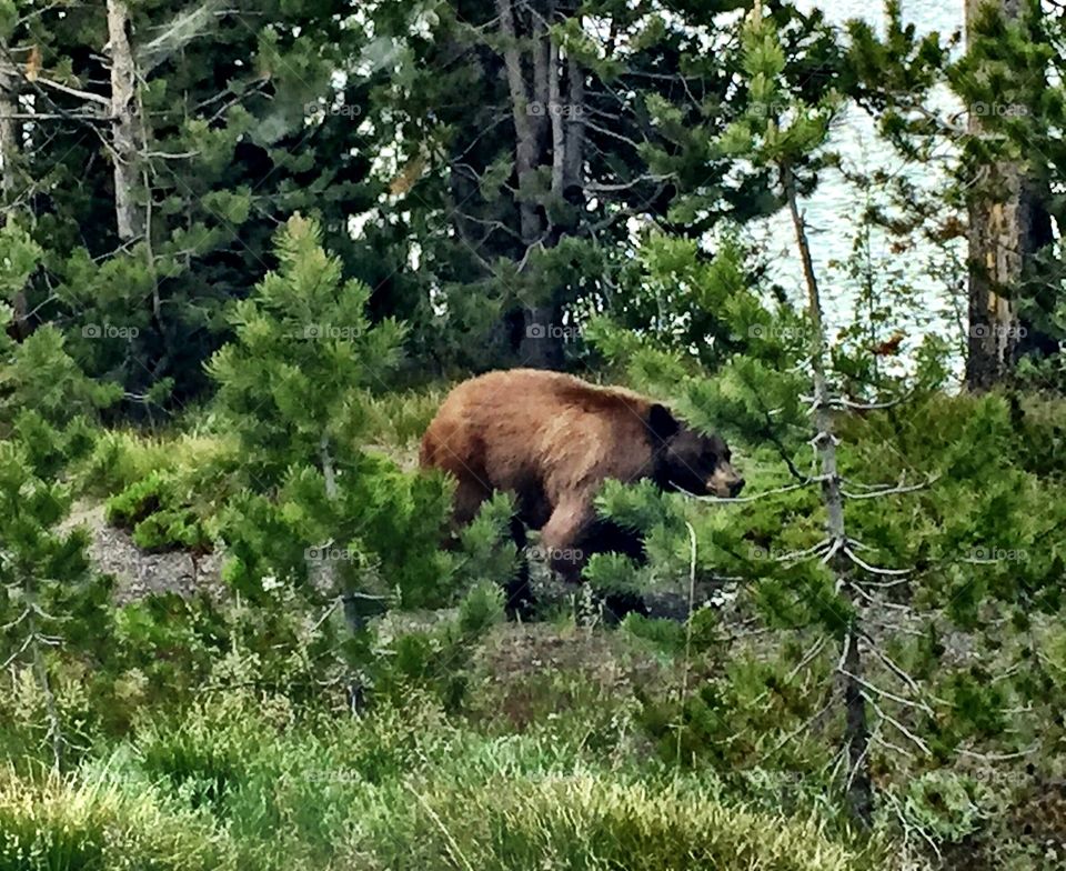Yellowstone bear in forest