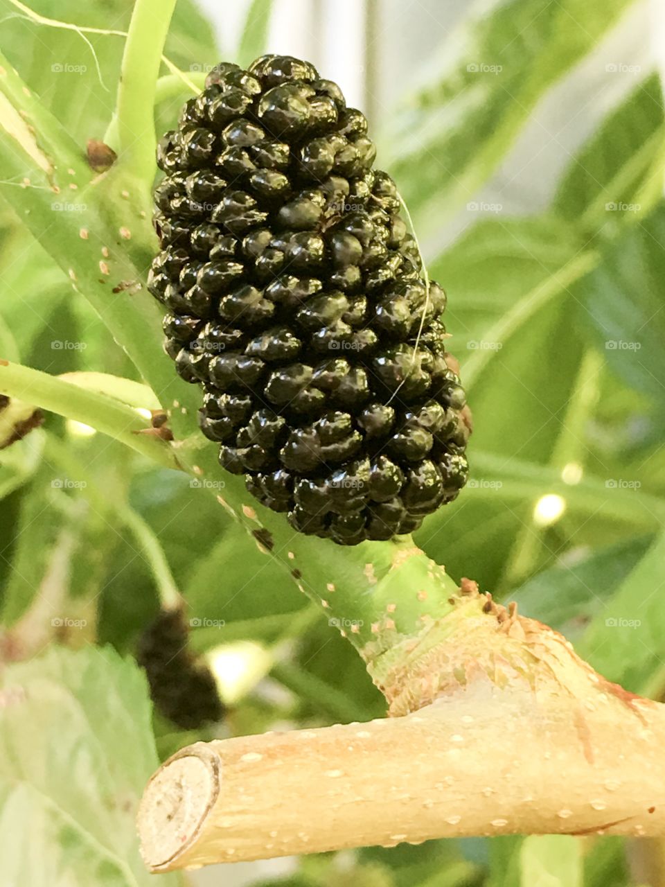 A closeup macro view of a ripe black mulberry still on the mulberry tree