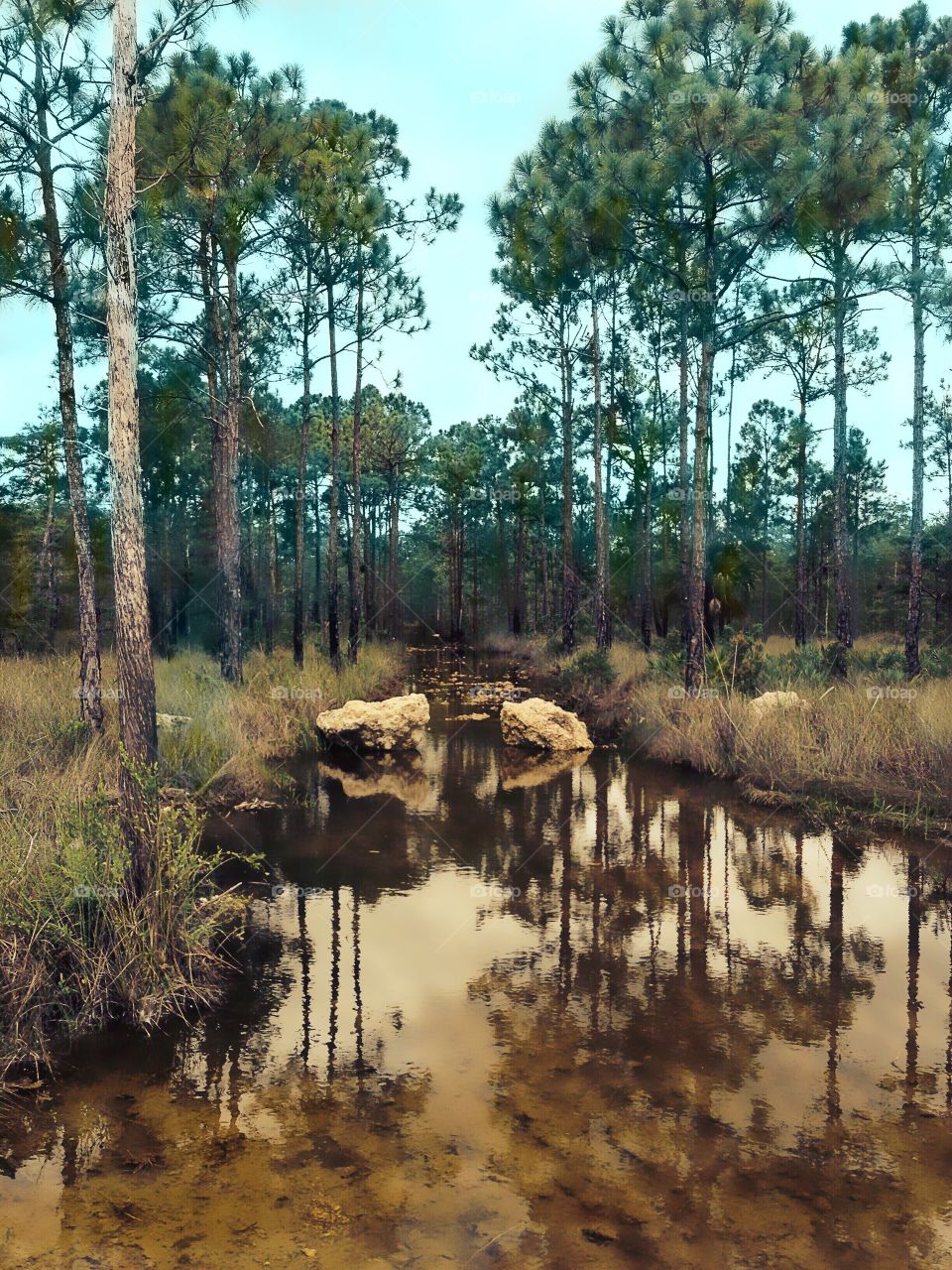 Reflection of trees on water