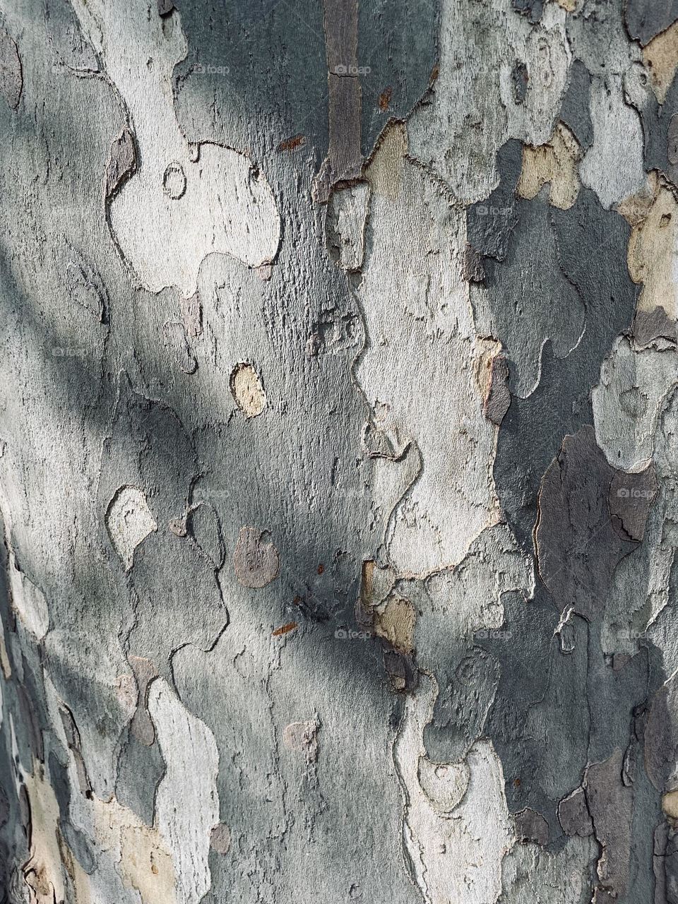 Closeup view of grey peeling tree bark 