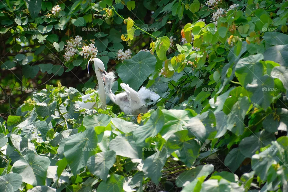 A family of bird