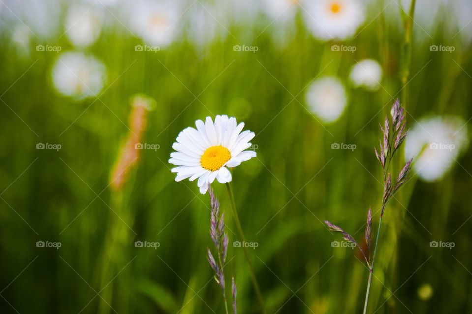 Daisy flower blooming in field