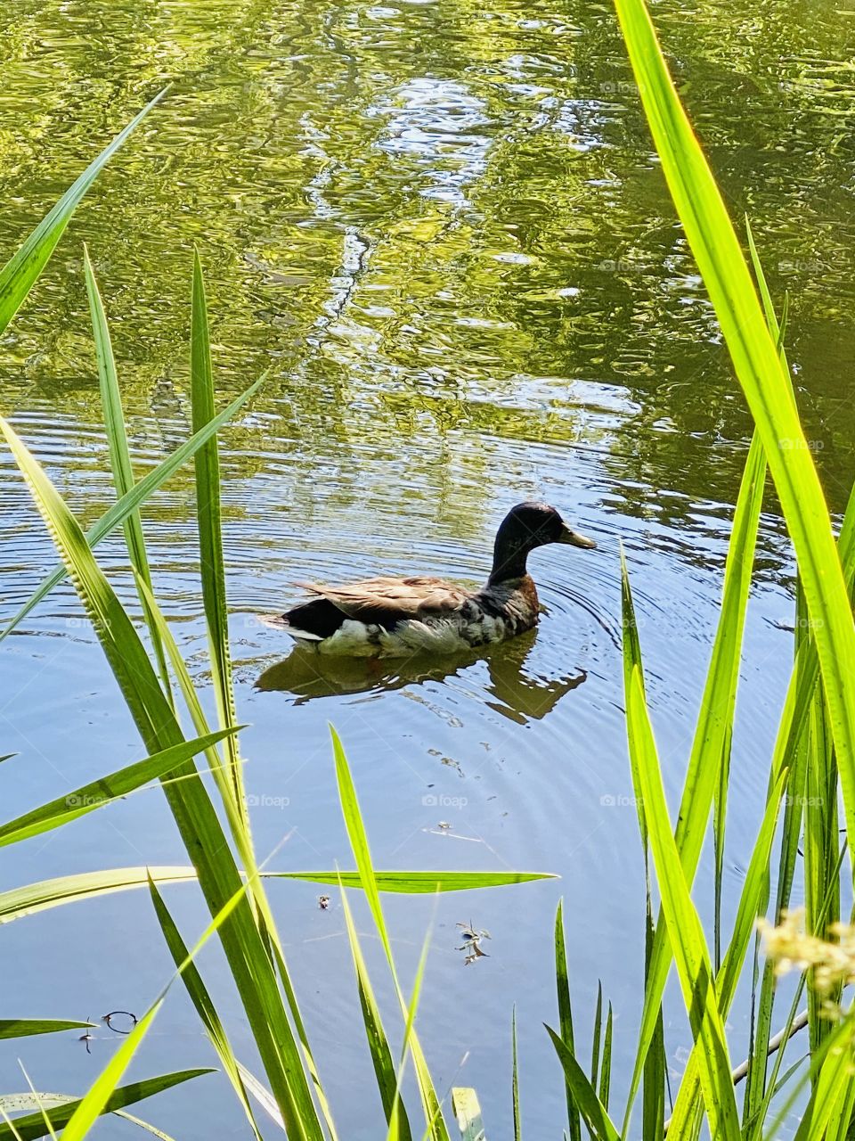 Pond life 