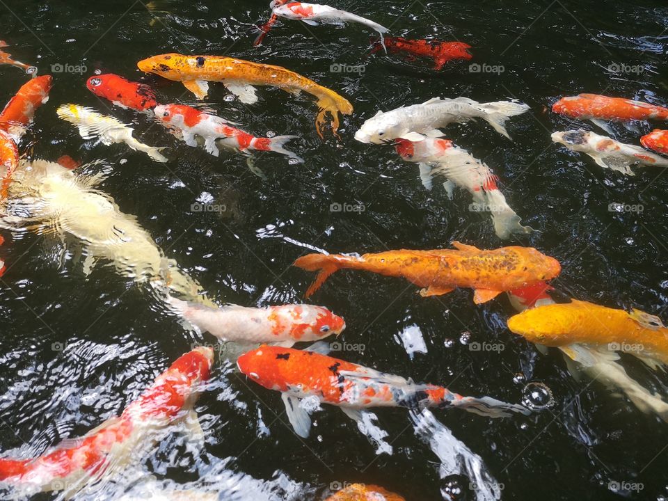 Fancy​ carp​ koi fish​