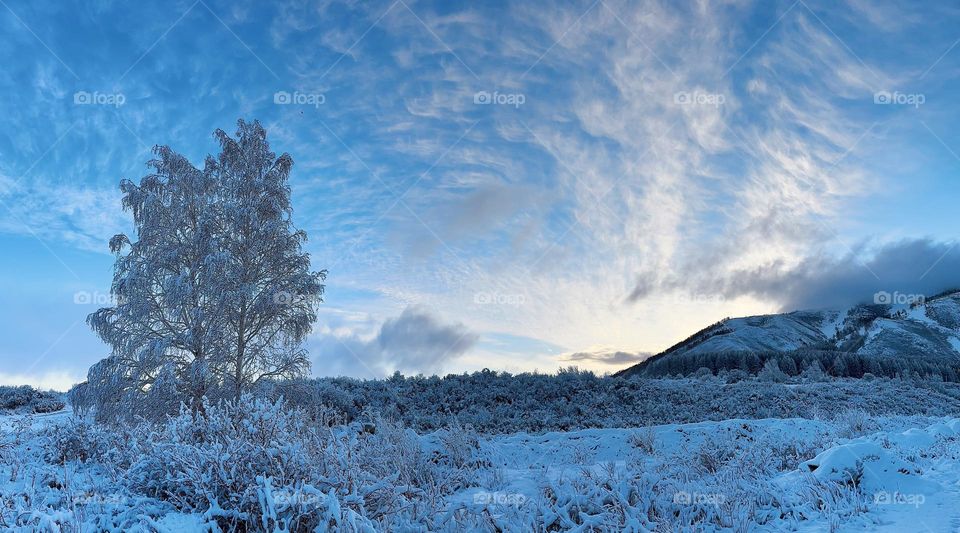 Fresh fluffy snow on a birch