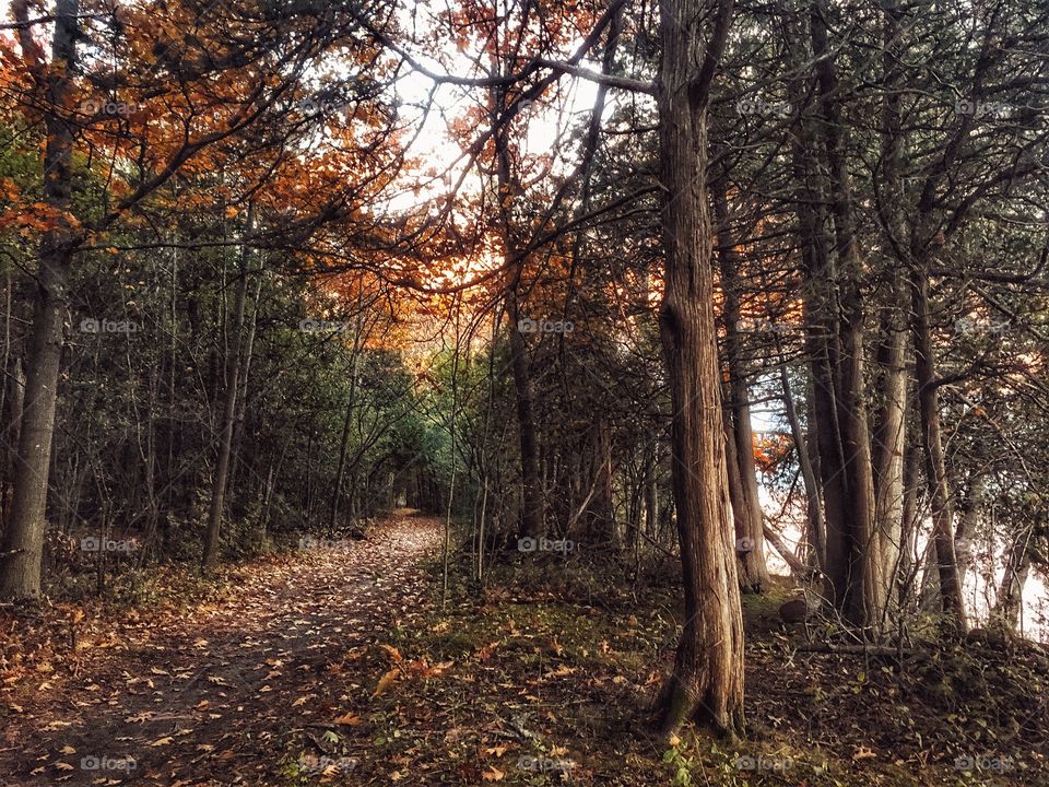 Point au Roche forest trail