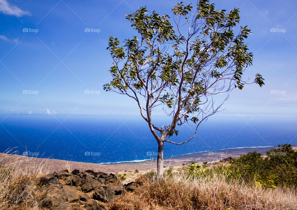 Scenic view of sea