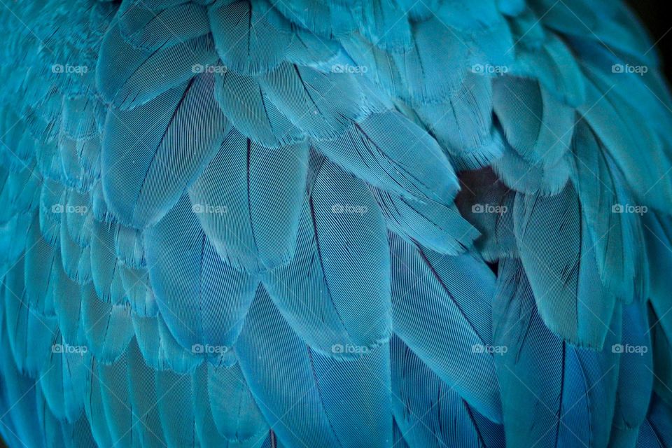 Beautiful turquoise feathers