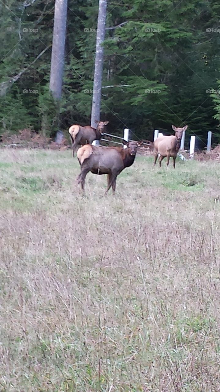 North bend elk