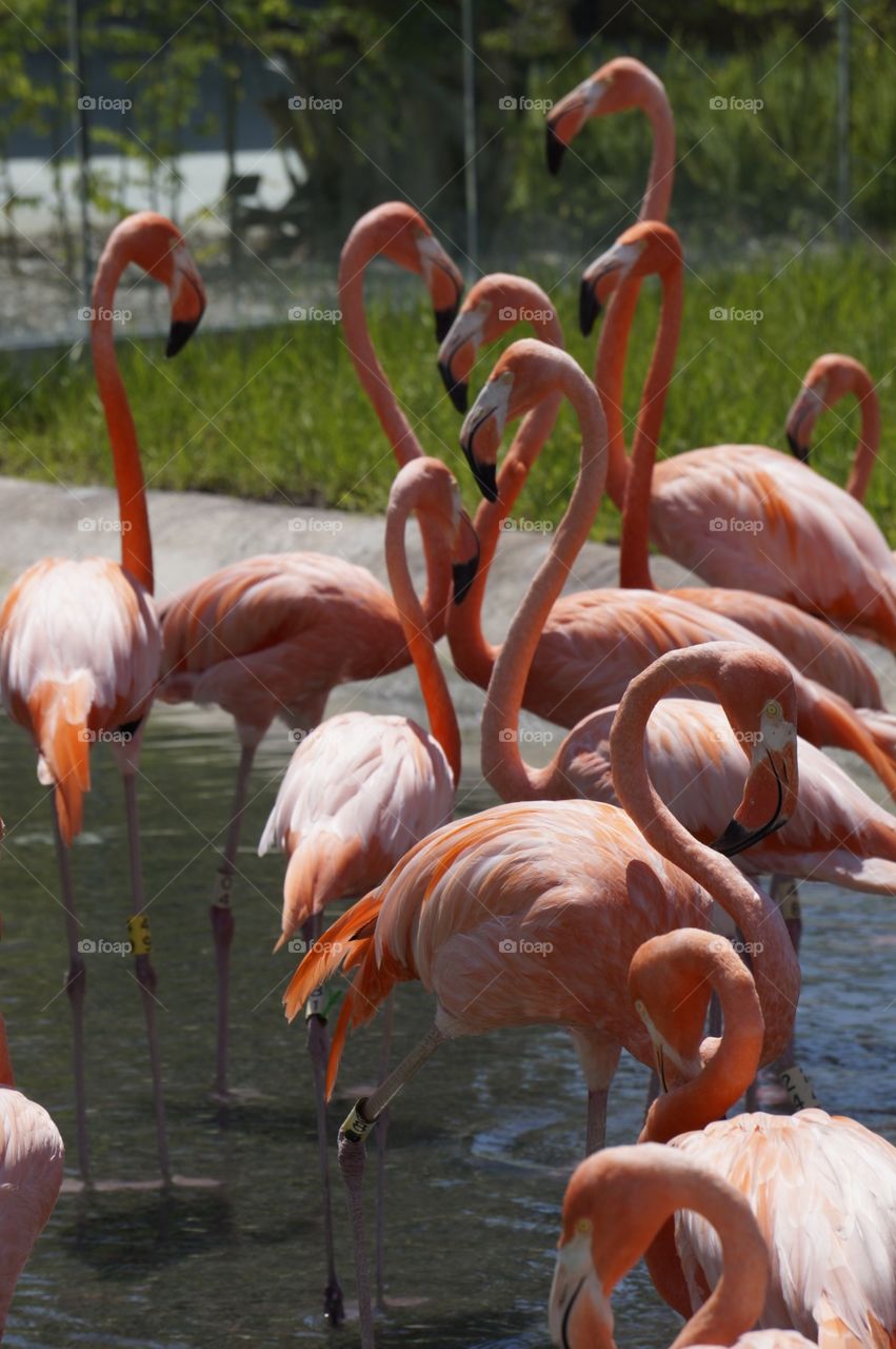 Flamingo's at zoo miami 