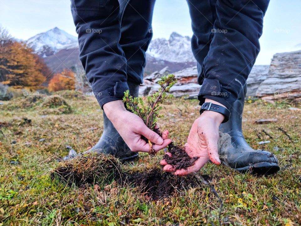 the hands of a person holding a small bush that she will plant in the hole she made on the wet black and fertile soil. The rubber boots of the person and a country background are also seen.