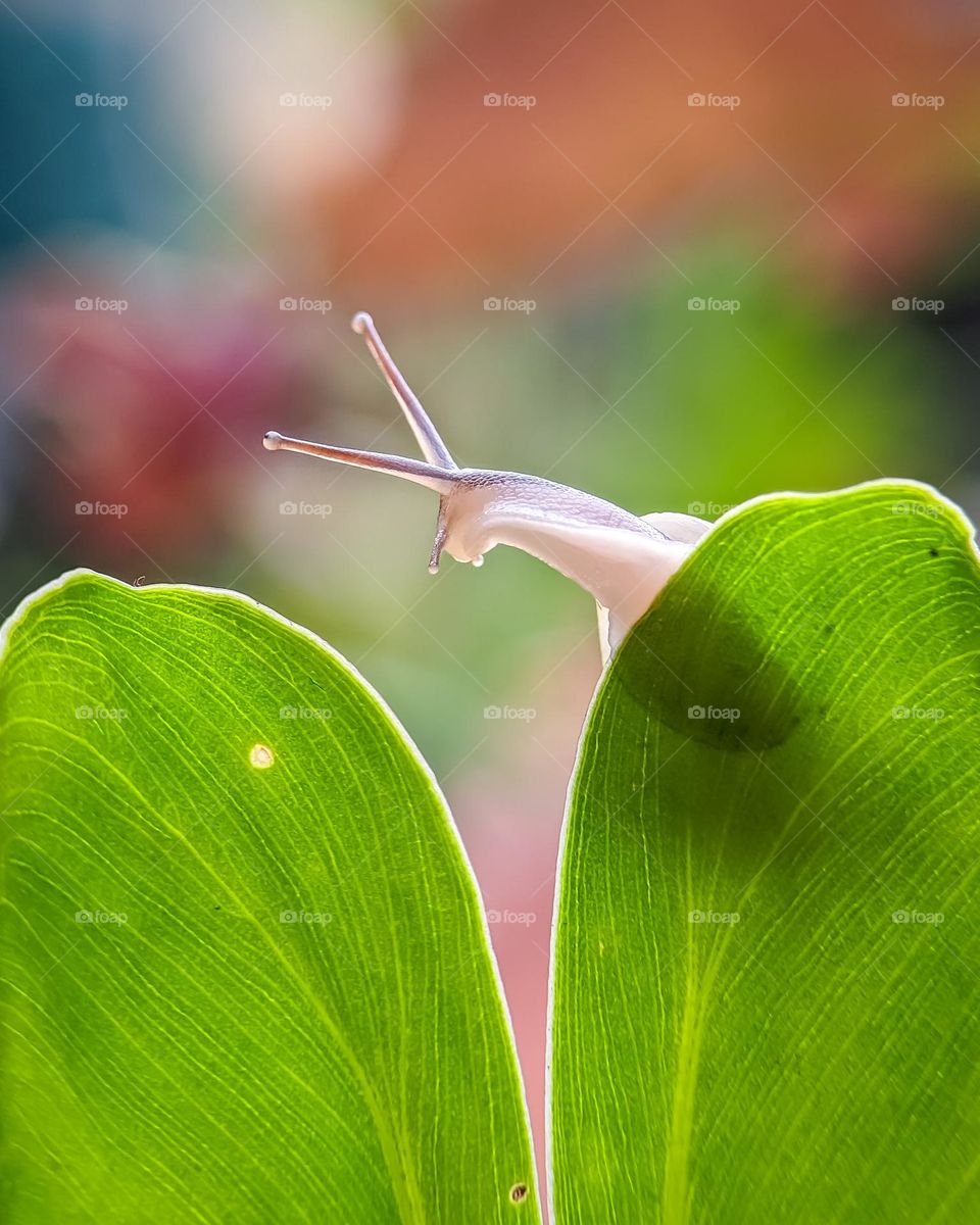 White Snail Background Blur