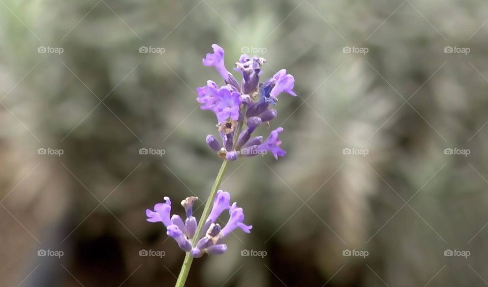 Close-up of a lavander flower 