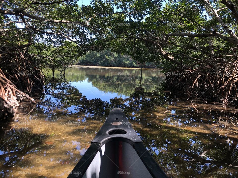 Kayaking in the mangroves