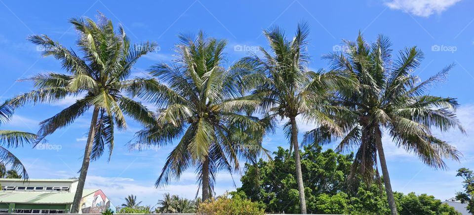 palm trees on the beach