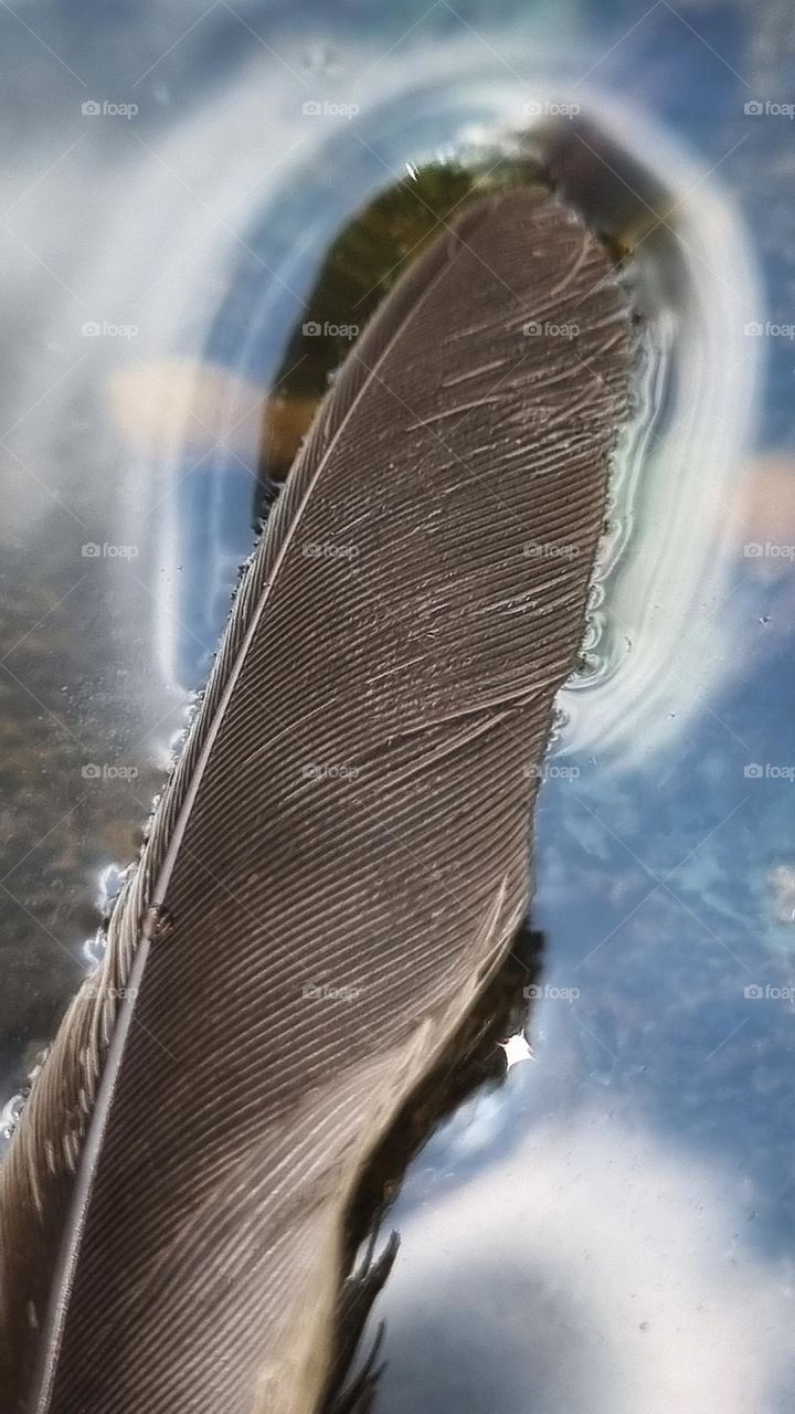 feather gentley drifting on water.