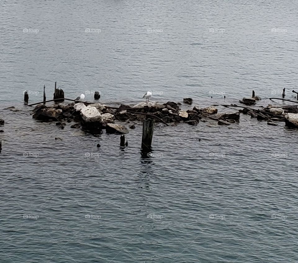 Sea gulls chilling in Lake Eerie