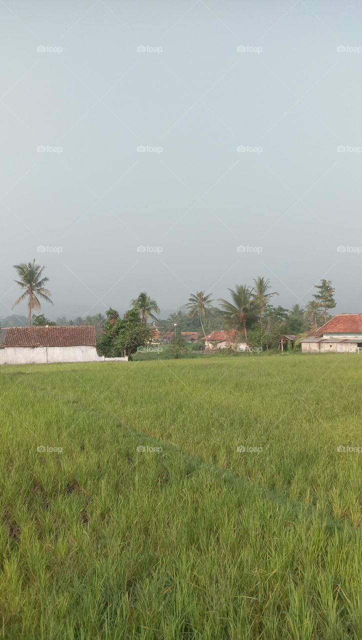 cuaca pagi jam 7.01 di desa