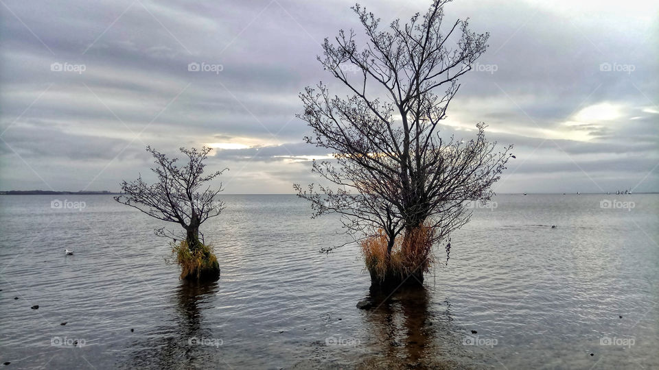 Two lonely alders are growing inside Lough Neagh lake,Northern Ireland