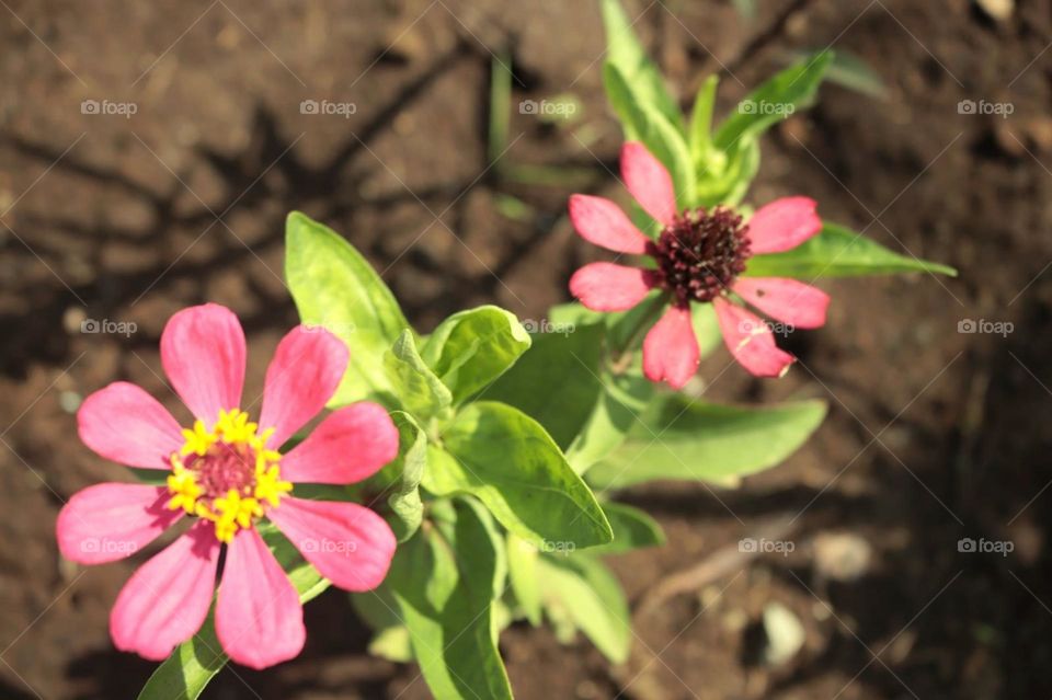 pink flower