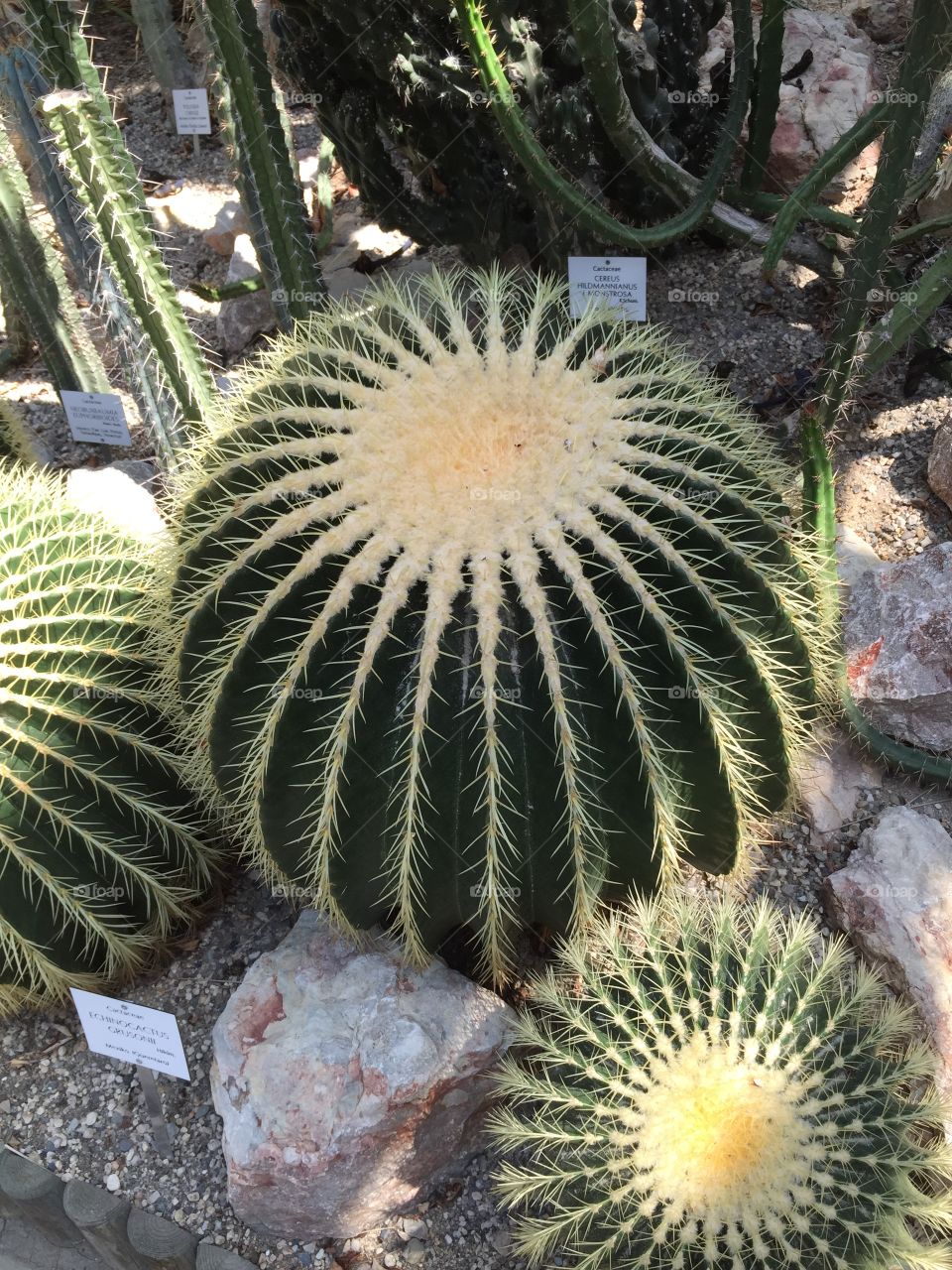 Cactus Prague
