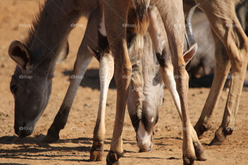 Kudu feet